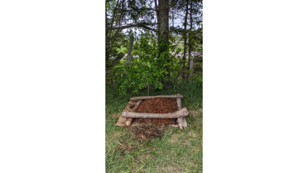 Wine Cap Mushroom Cultivation Workshop - Image 3