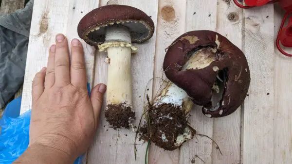 Wine Cap Mushroom Cultivation Workshop